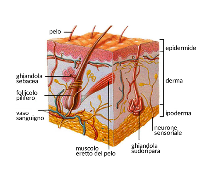 Studio Tricologico e Tricopigmentazione Reggio Emilia - Struttura della Pelle